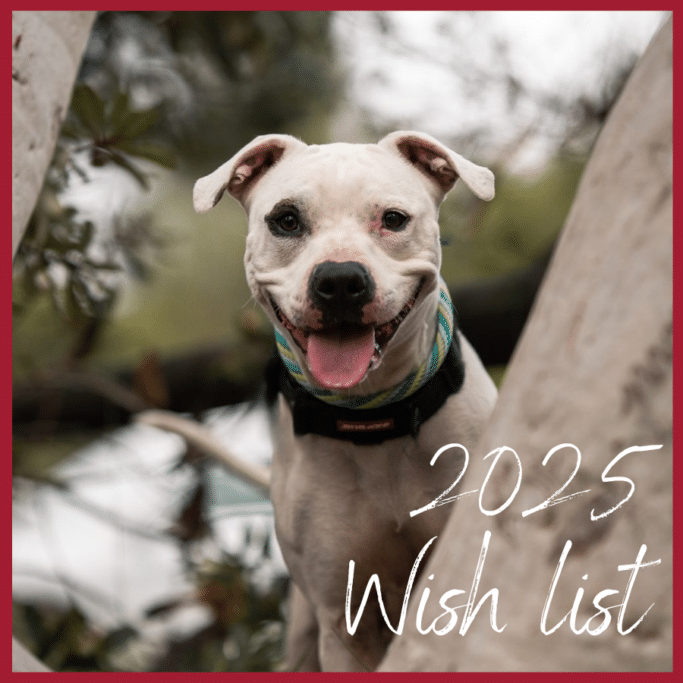 Wishlist 2025 Wishlist 2025